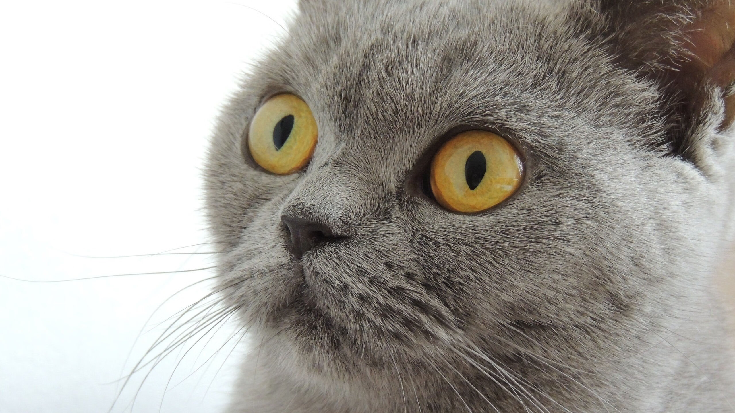 大西洋彼岸的篮球城，上海队力克猛龙，锡安统治全场背后的唯一性