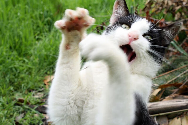 上海队震惊篮坛！布克压哨绝杀掀翻纽约尼克斯