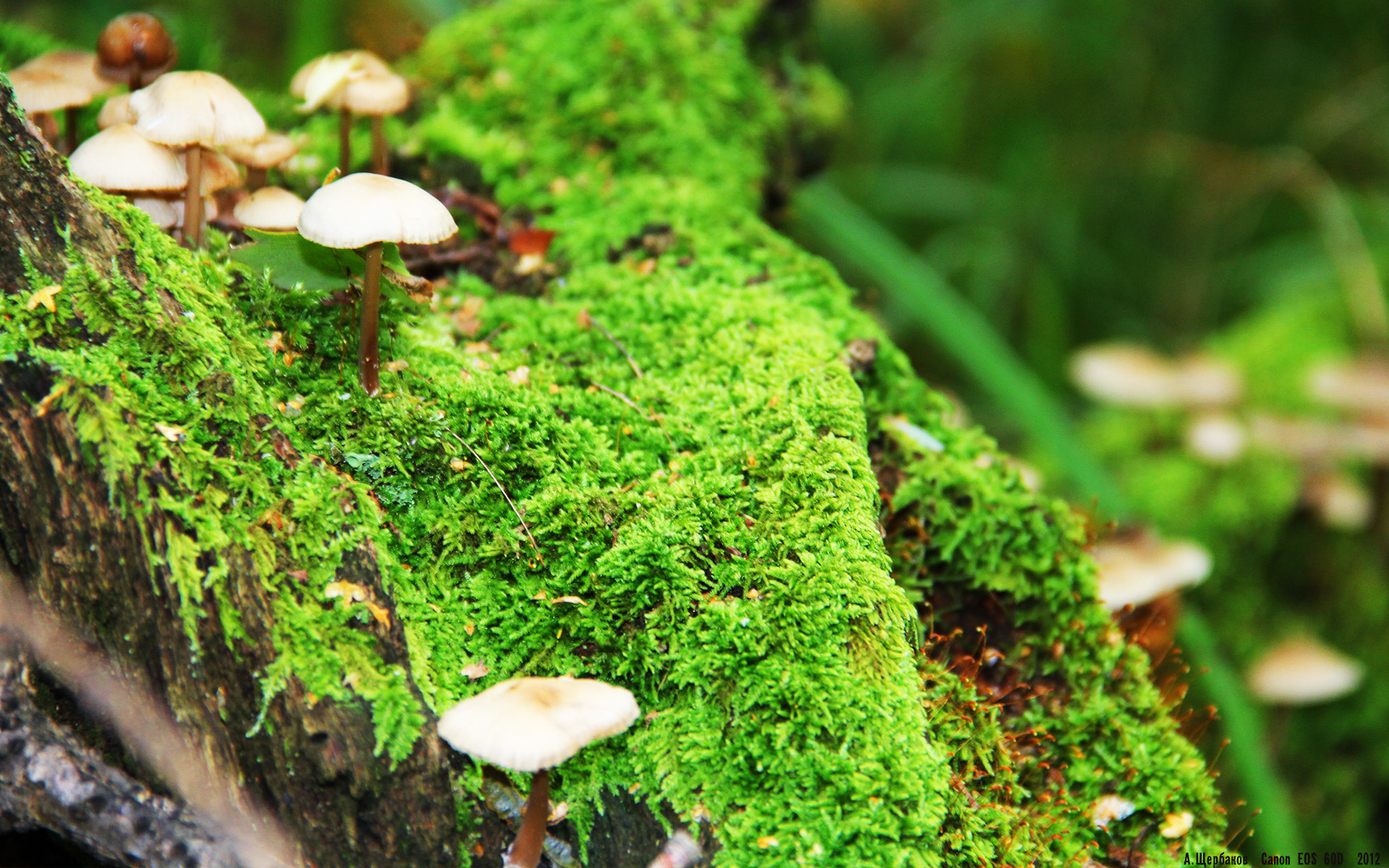 范戴克的关键回合，日本对阵哥斯达黎加比赛中的防守艺术