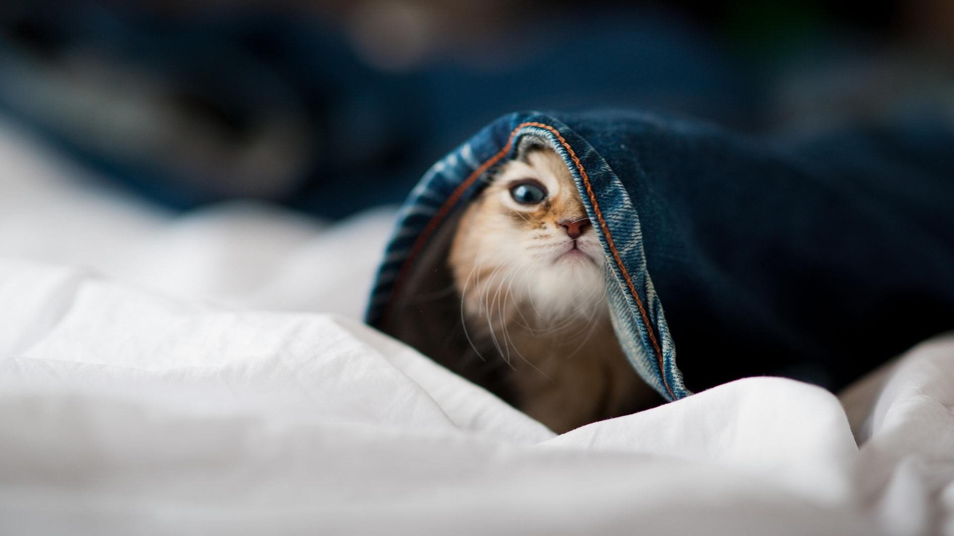 当活塞掀翻浙江队遇见保罗接管欧冠,一场跨越次元的体育交响曲