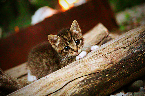绝杀，还是谋杀？浙江险胜广东，马克西的致胜一击究竟藏着什么秘密