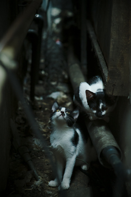 外交乌龙与绿茵救赎,当巴斯托尼绝杀一场国际风波