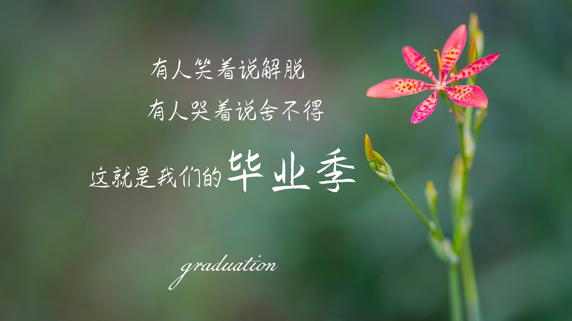 绿茵统治力与木地板智慧，英超焦点战与掘金胜利背后的竞技哲学