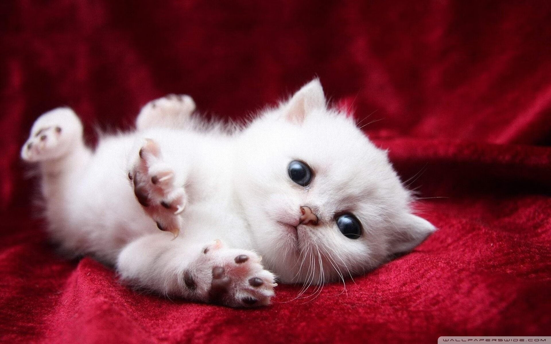 当福克斯在底特律打开教科书，解码一场不容复制的胜利