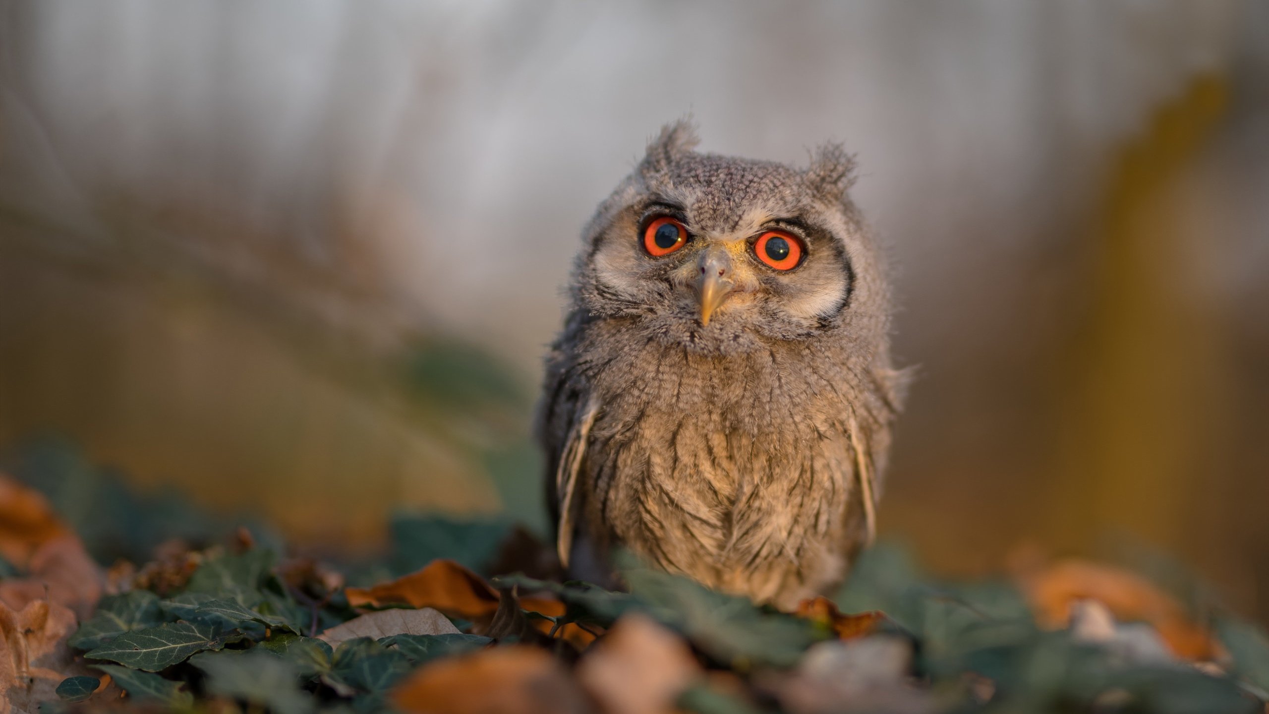 跨界王者，约基奇内线筑起叹息之墙，爱德华兹欧冠上演青春风暴