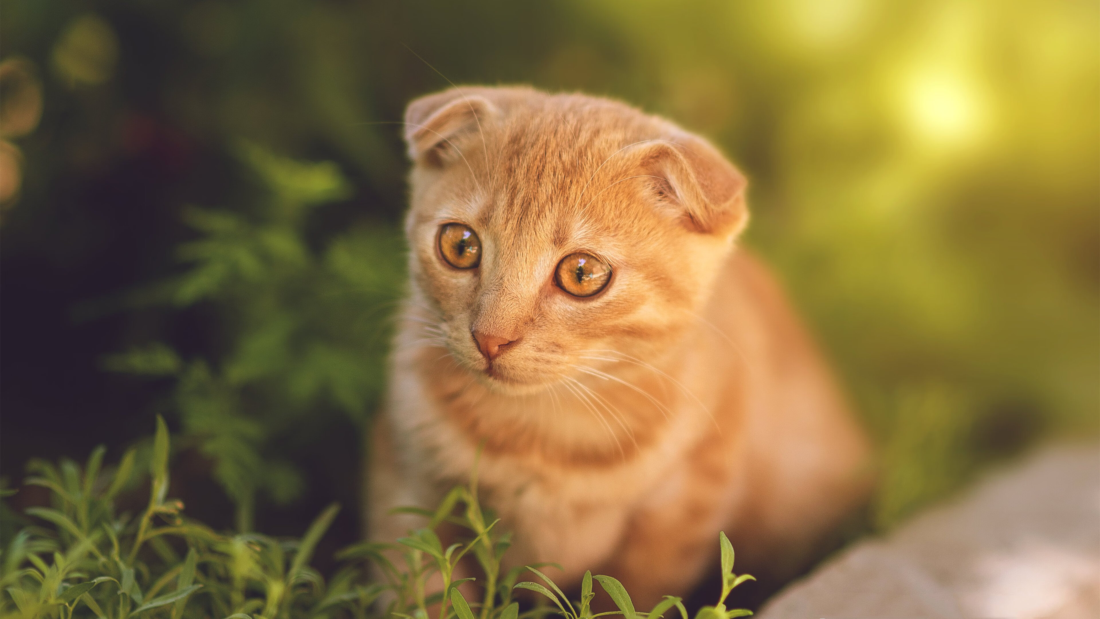 双面镜，莫兰特的孤星闪耀与浙江队的冰封爆冷